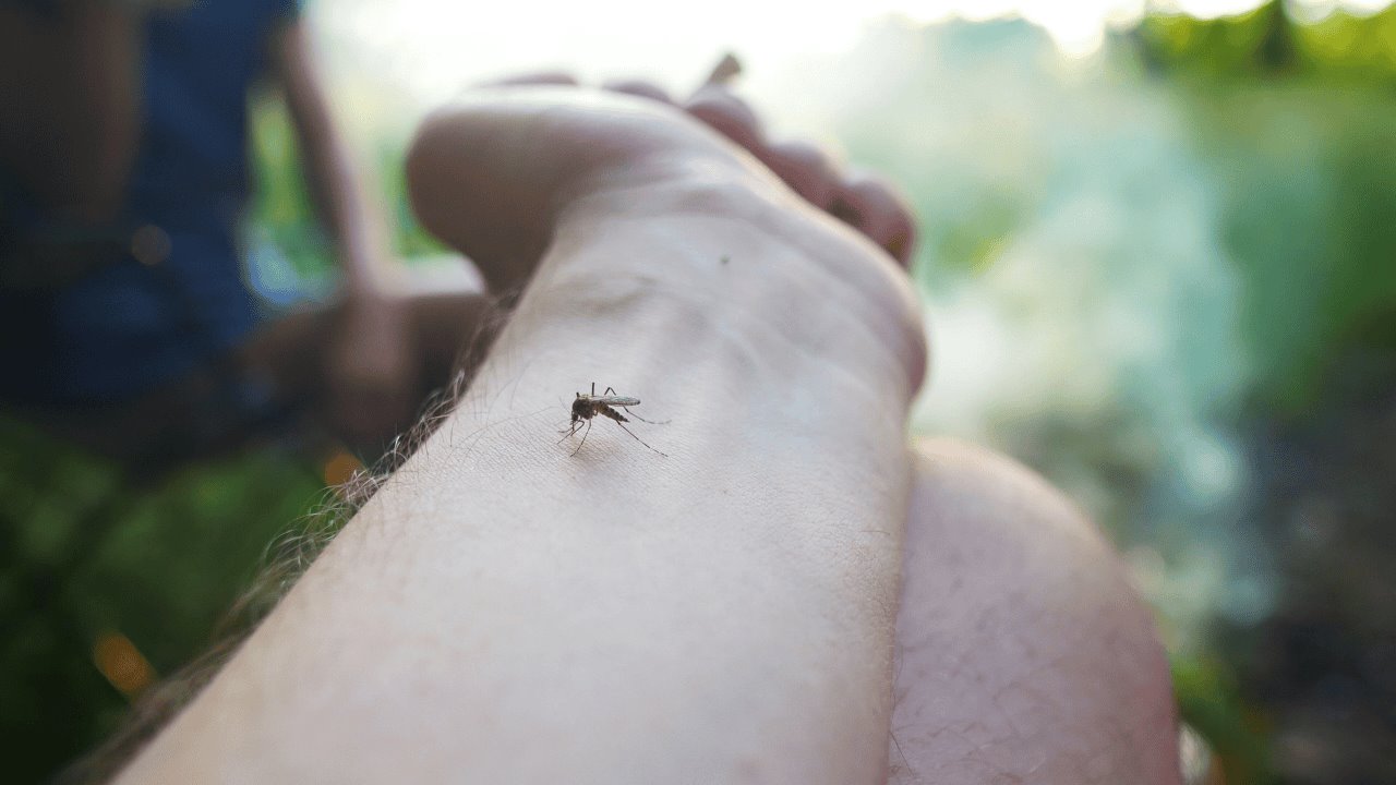 Advierten sobre aumento de contagios de dengue en Nogales