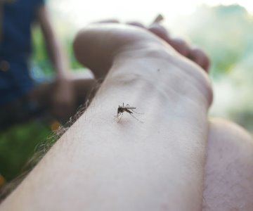 Advierten sobre aumento de contagios de dengue en Nogales