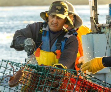 Comienzan vedas temporales y periodos de captura para diversas especies marinas