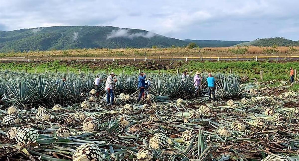 Magdalena de Kino sembrará agave de manera sustentable