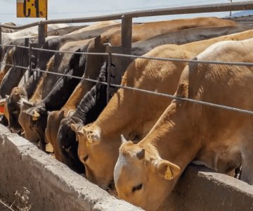 Suspenden subasta de ganado en Sonora por brote de gusano barrenador