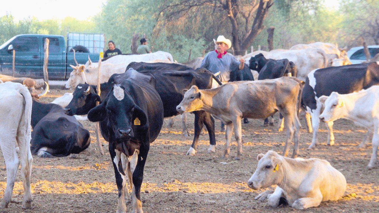 Valor de la carne bovina supera los 342 mdp en Sonora