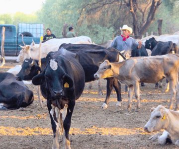 Valor de la carne bovina supera los 342 mdp en Sonora