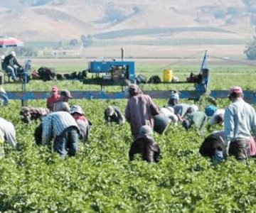 Contratación eventual en el campo de Sonora sube un 1.65%