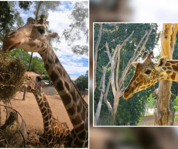 ¿Y la Jirafa? Zoológico de Culiacán pierde a uno de sus ejemplares