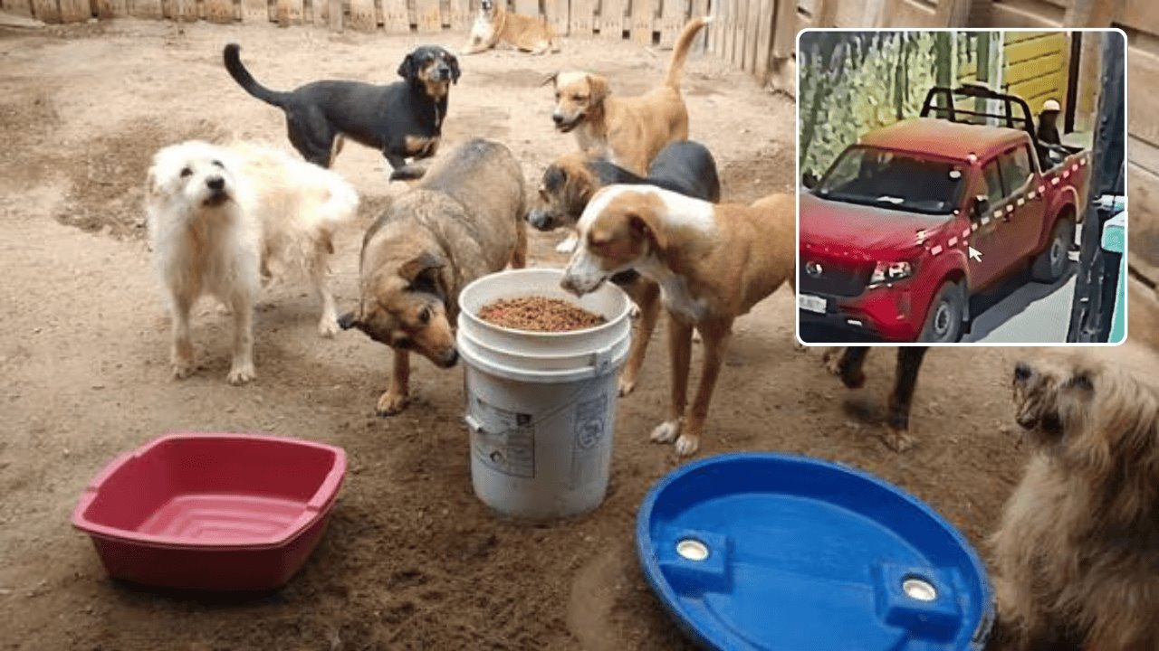 Hombre roba croquetas de refugio de animales; es captado en video