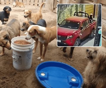 Hombre roba croquetas de refugio de animales; es captado en video