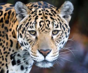 Profepa presentará cargos contra ganadero que mató un jaguar en SLP