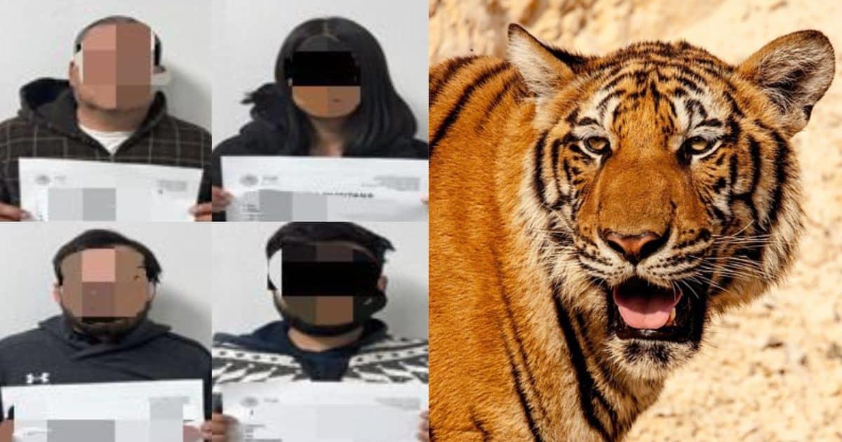 Aseguran un tigre y otros animales tras cateo en Nogales; hay 4 detenidos