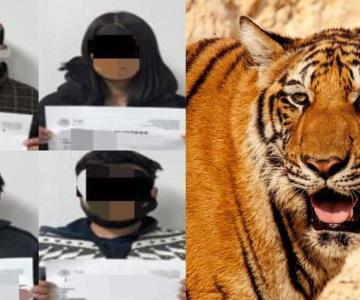 Aseguran un tigre y otros animales tras cateo en Nogales; hay 4 detenidos