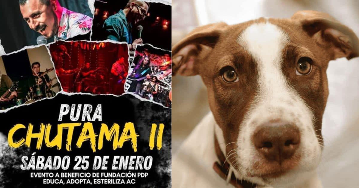 Realizarán concierto con causa para apoyar a fundación Pata de Perro