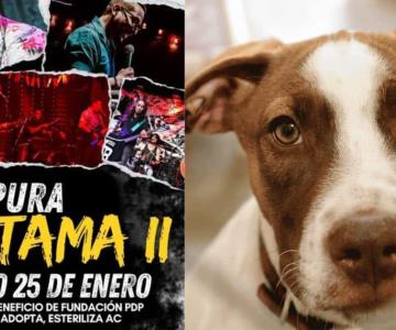 Realizarán concierto con causa para apoyar a fundación Pata de Perro