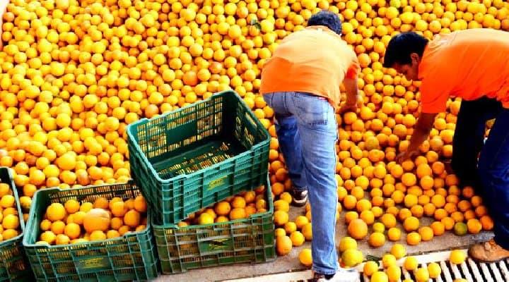 El sabor amargo de la sequía: precio de naranja se encarece