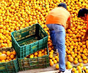 El sabor amargo de la sequía: precio de naranja se encarece