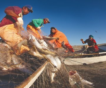 Sonora, líder a nivel nacional en industria pesquera