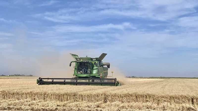 Sequía reduce a la mitad la siembra en el campo sonorense