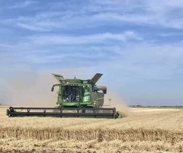 Sequía reduce a la mitad la siembra en el campo sonorense