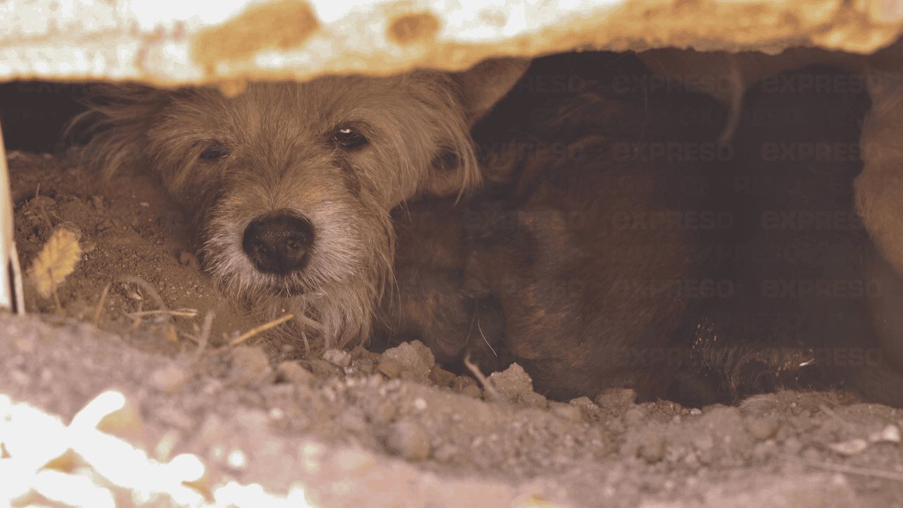 Perrita en situación de calle da a luz en una tumba del panteón Yáñez