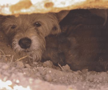 Perrita en situación de calle da a luz en una tumba del panteón Yáñez