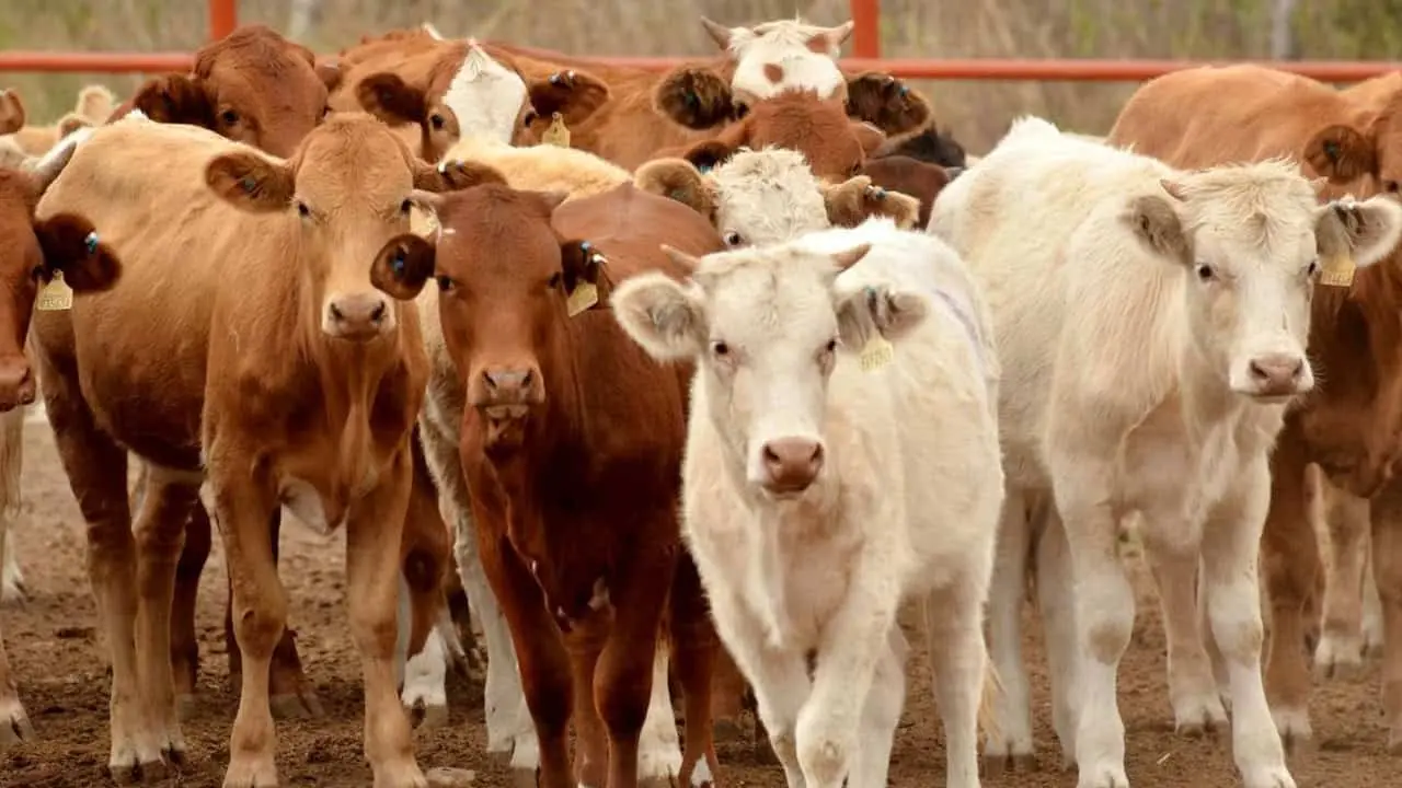 Iván Contreras habló sobre certificar plantas sonorenses para abrir nuevos mercados a nuestra carne.