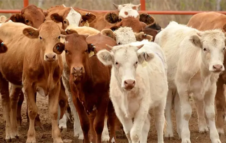 Sonora busca exportar carne a China mediante acuerdos comerciales: CANACINTRA