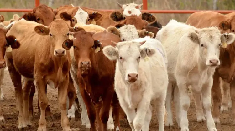 Sonora busca exportar carne a China mediante acuerdos comerciales: CANACINTRA