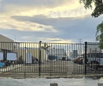 CDD denuncia en redes sociales que comerciantes talaron un olivo negro CDD denuncia en redes sociales que comerciantes talaron un olivo negro