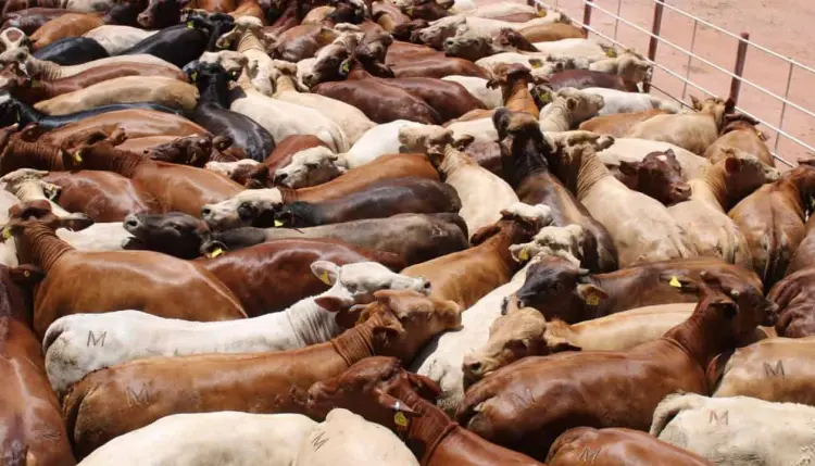 UGRS reporta año difícil para ganaderos por cierre a EU