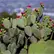 M&eacute;xico concentra la mayor diversidad de nopal a nivel mundial