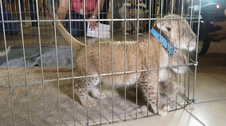 Presentan a 3 cachorros de león africano en el CES y les buscan nombres