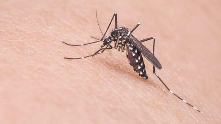 Navojoa se mantiene sin casos de dengue