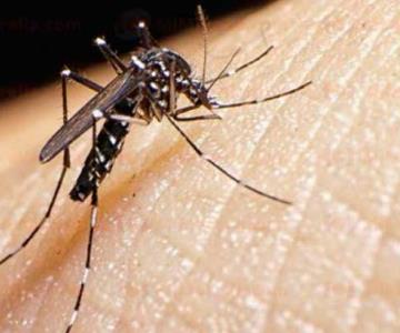 Así es como buscan eliminar al mosquito transmisor del dengue en las colonias de Hermosillo
