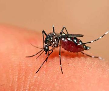 El dengue ha matado a 5 personas en Sonora; estos son los síntomas