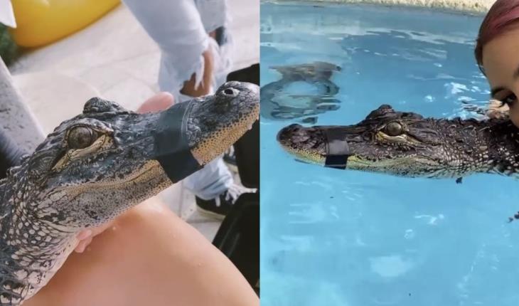 Lele Pons es fuertemente criticada por nadar con un cocodrilo amarrado