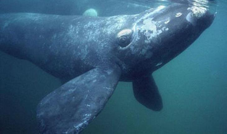 ¡Qué belleza! Dron capta abrazo entre dos ballenas en peligro de extinción