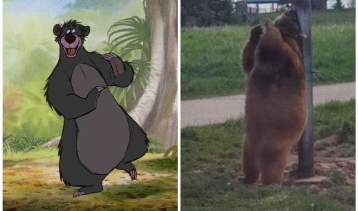 Captan a oso Baloo de la vida real bailando