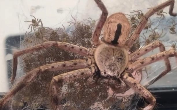 Mujer ayuda a una araña gigante a dar a luz a 200 crías