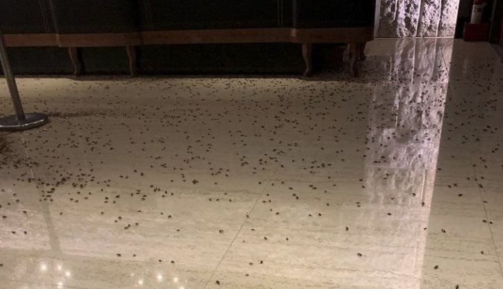 Arrojan más de mil cucarachas en restaurante