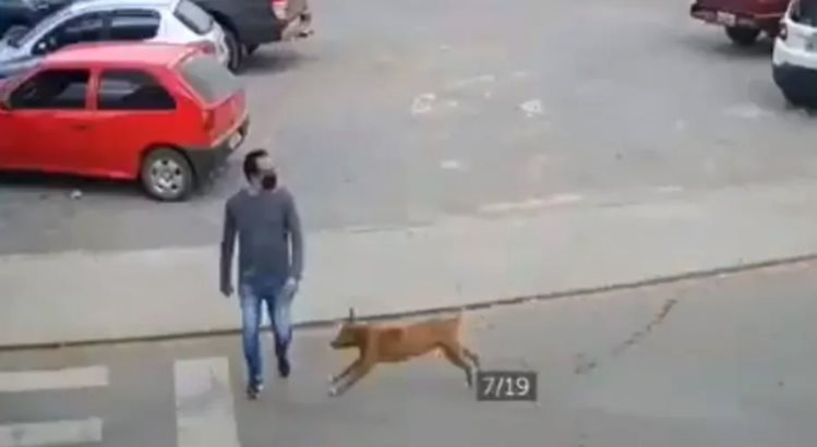 Hombre cruzaba la calle y fue atropellado... por un perro