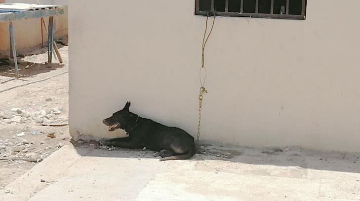 Atienden 240 reportes por maltrato animal en Hermosillo en lo que va del año