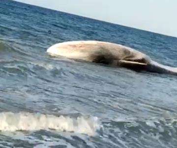 Encuentran varada y sin vida a ballena en Puerto Peñasco; podría ser la misma de hace unos días