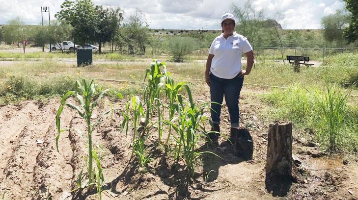 Son alimentos de mejor calidad; llaman a sonorenses a crear huertos en casa