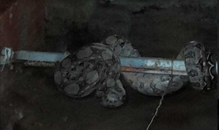 Salió al patio y se encontró una serpiente en el cerco