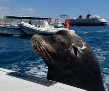¡Video! Captan lobo marino en Los Cabos pidiendo pescados