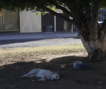 Dejan amarrados a dos perros en árbol sobre el bulevar Morelos