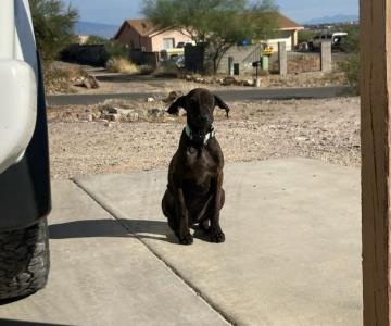 Patrulla fronteriza rescata a perrito abandonado y lo adopta