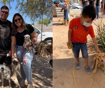 Perros y gatos de la colonia Arcoíris reciben tratamientos gratuitos