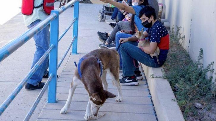 ¿Existe la rabia humana? SSA recomienda estar precavidos