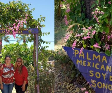 Bosque de la Alegría cumple 4 años; cuenta con 500 plantas y 60 especies distintas