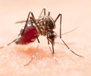 Eliminar criaderos de mosquitos, clave para evitar dengue